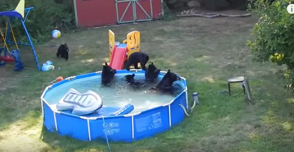 Family Reacts to Finding Bears Swimming in Their Backyard Pool! [VIDEO]
