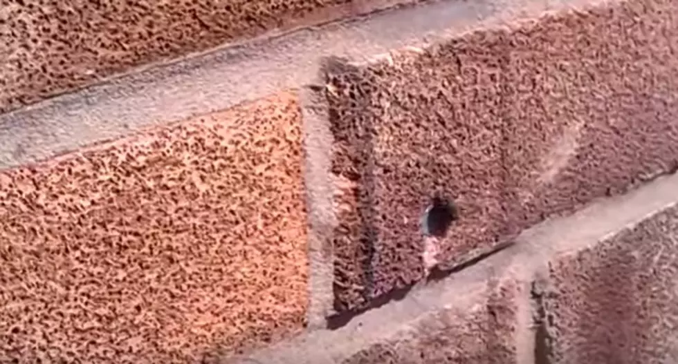 Watch This Bee Pull a Nail Out of a Brick Wall [VIDEO]