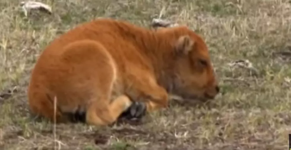 Devastating Reason Why the Baby Bison Had to Be Put Down