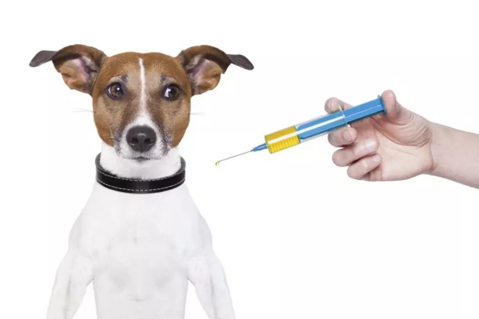 New Drug Can Dope Dogs During Fireworks, Thunderstorms!