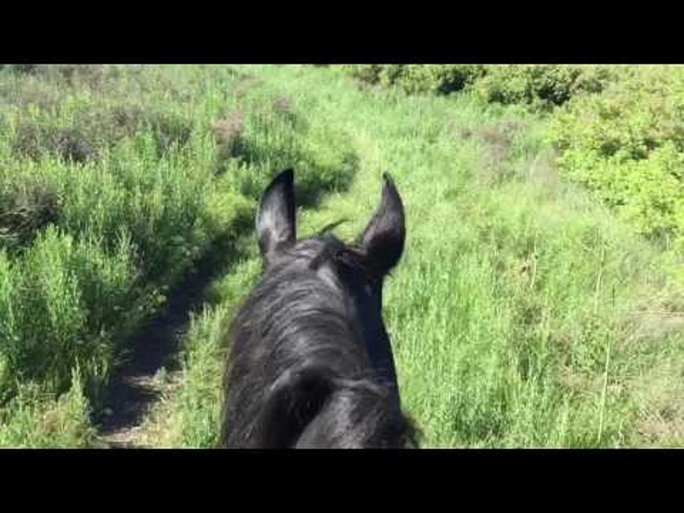 Best Cool Shady Trails For Horses in Tri-Cities WA [VIDEO]