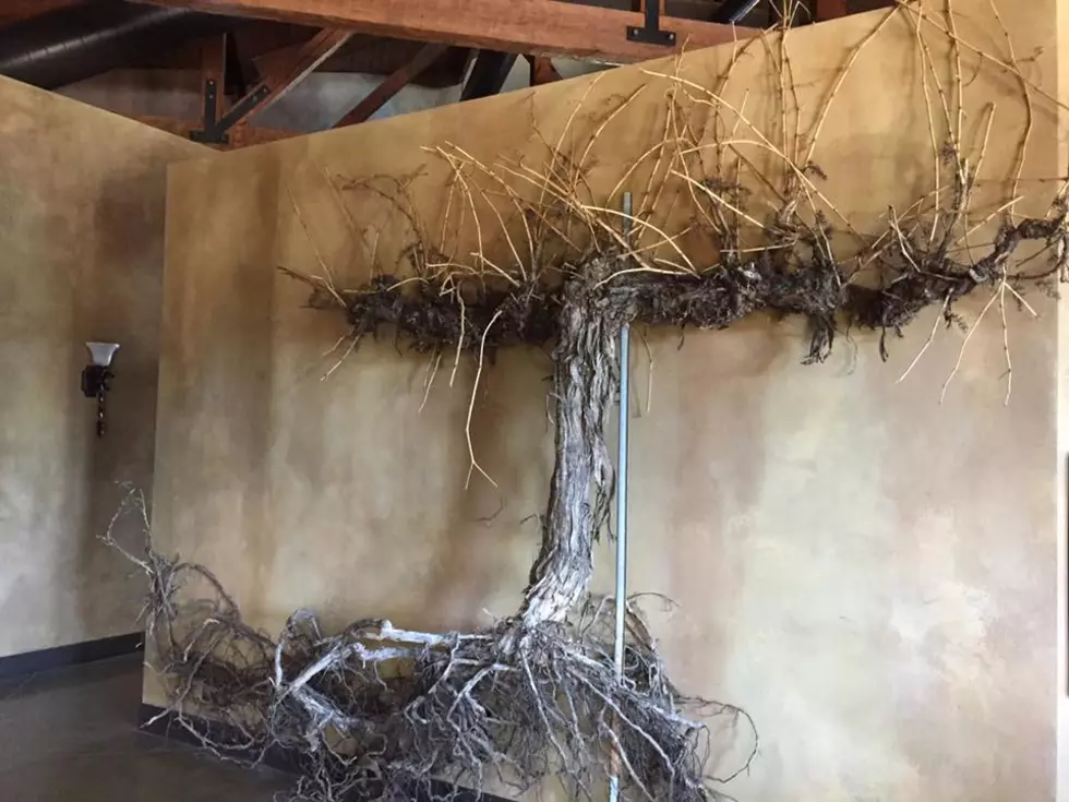 Local Winery is Offering This Amazing Wine Vine for Your Decor