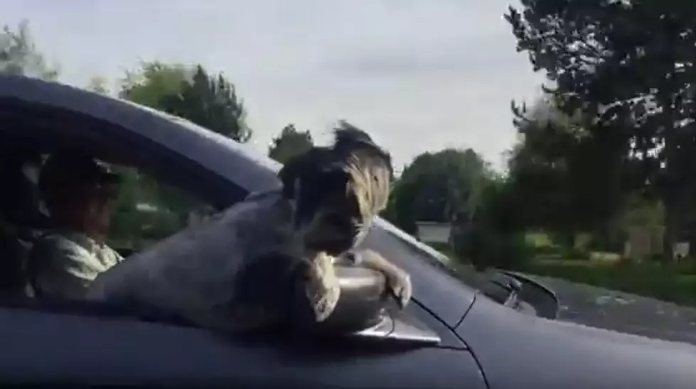 Darling But Dangerous Dog Hangs Out Car Window While Going Down Hwy! [VIDEO]