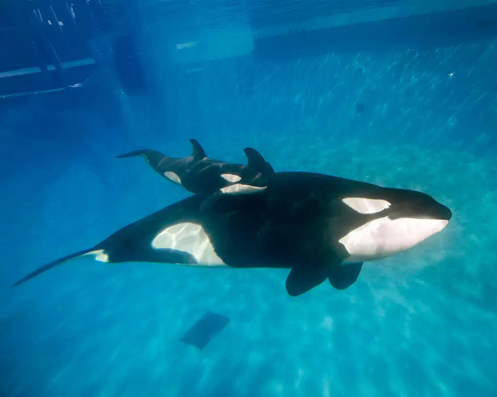 Washington State Says Orcas No Longer Endangered