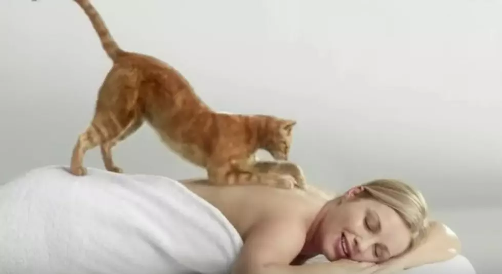 Would You Pay for a Cat Massage?