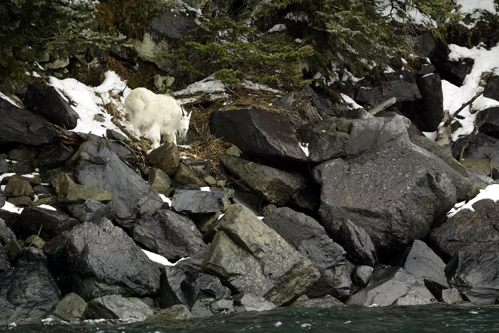 This Is Sad: Goat Drowns Because People Taking Too Many Photos