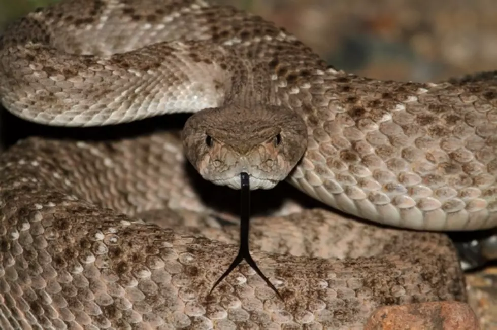 Warning to Hikers… Watch For Rattlesnakes