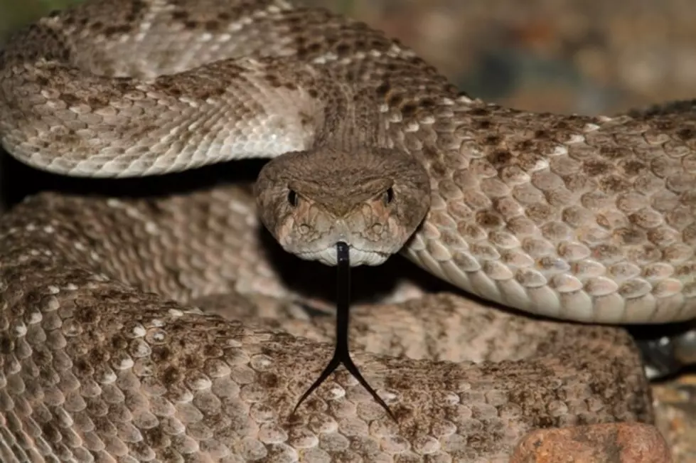 Warning to Hikers&#8230; Watch For Rattlesnakes