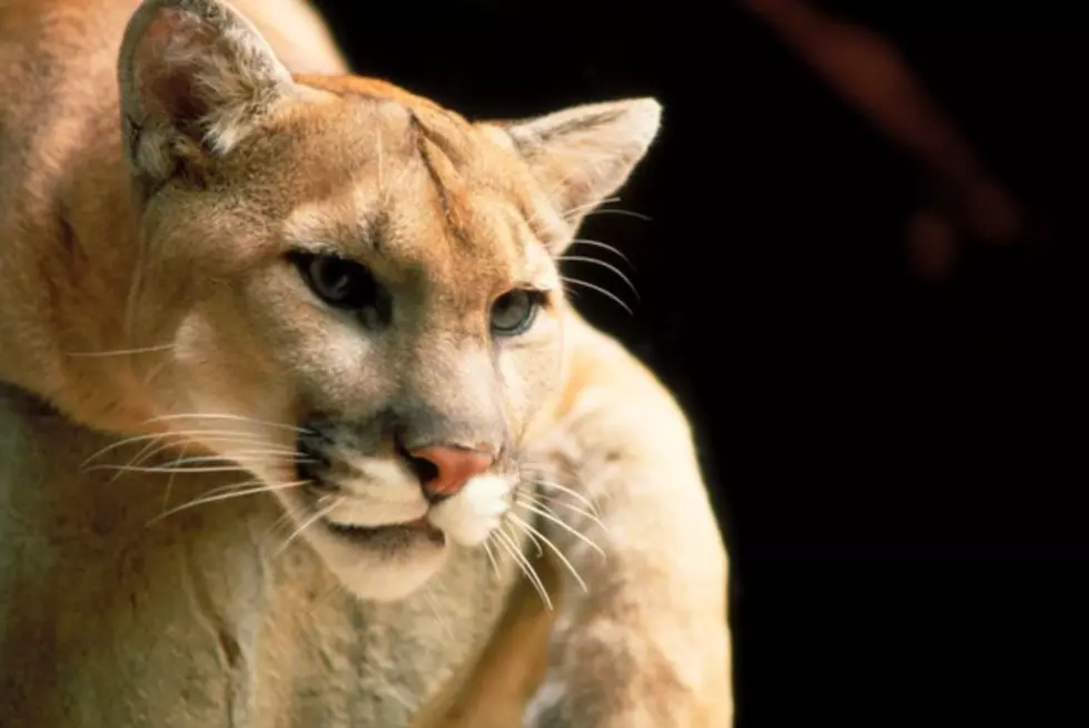 Univ of WA Study Suggests Cougars In The NW Could Save Thousands Of Lives!