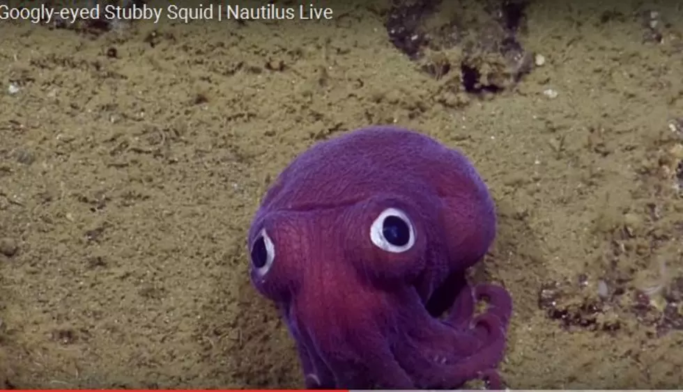 Scientist Make the Most Adorable Discovery at the Bottom of the Sea