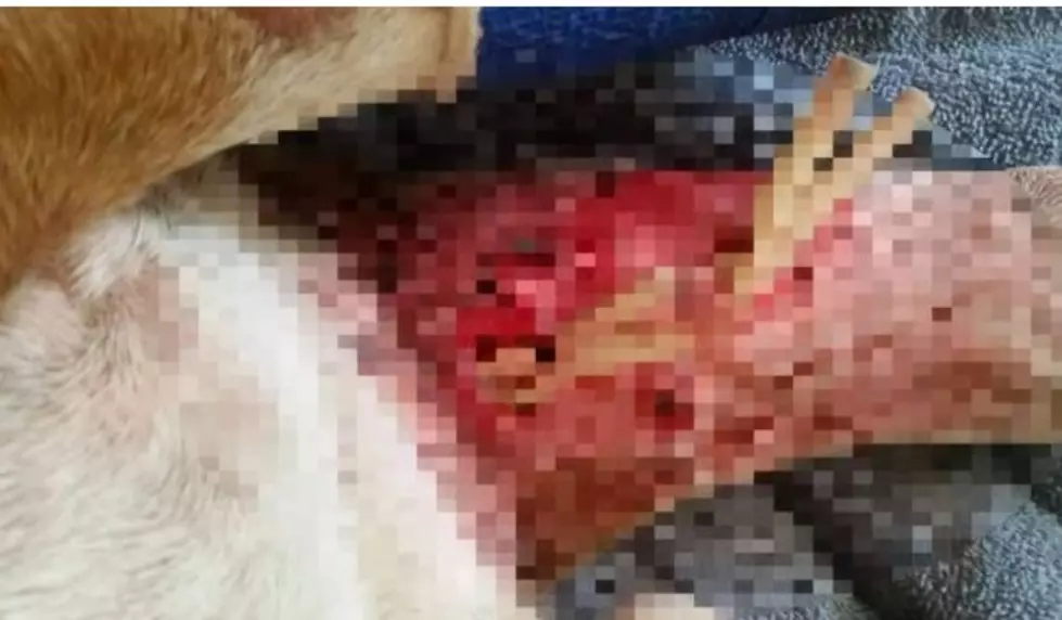 Mystery Continues in Hermiston as More Pets are Viciously Attacked