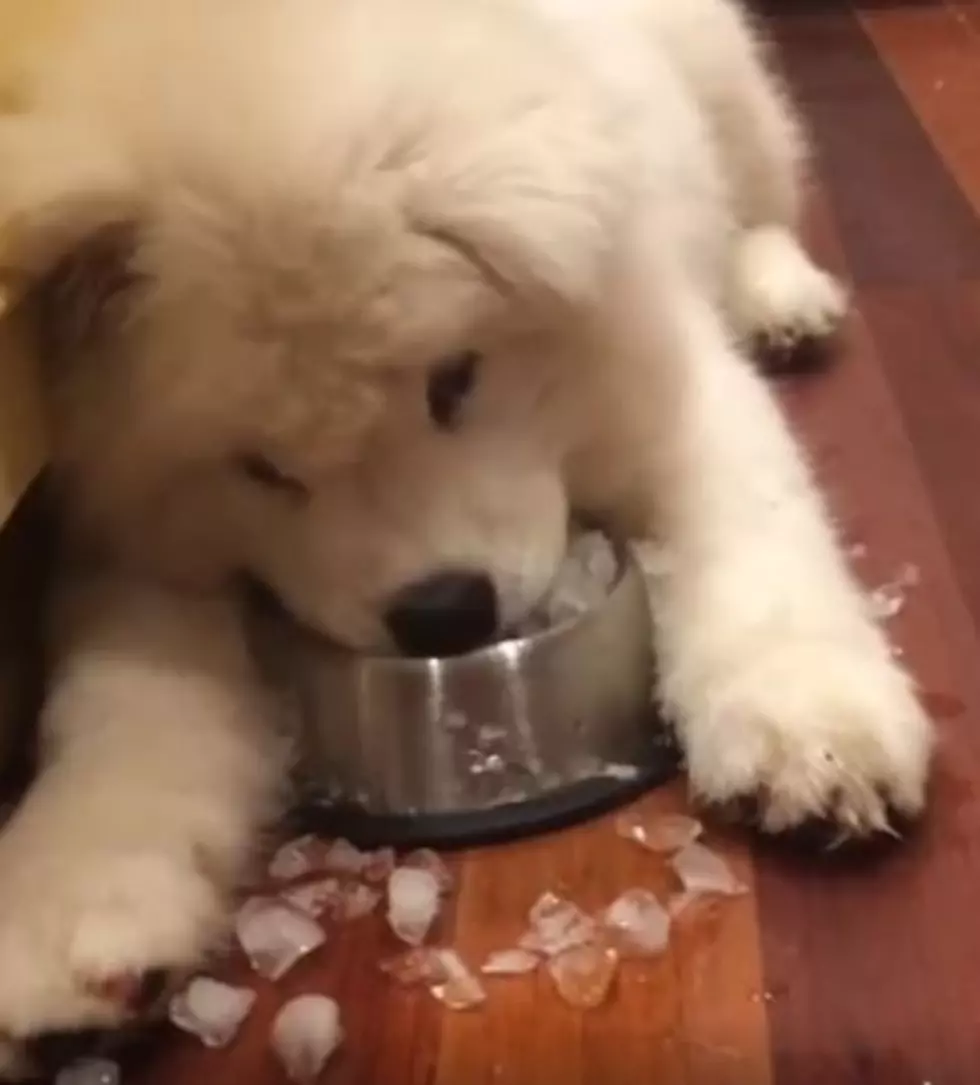 Watch This Adorable Pup Munch on Ice &#8211; So Cute