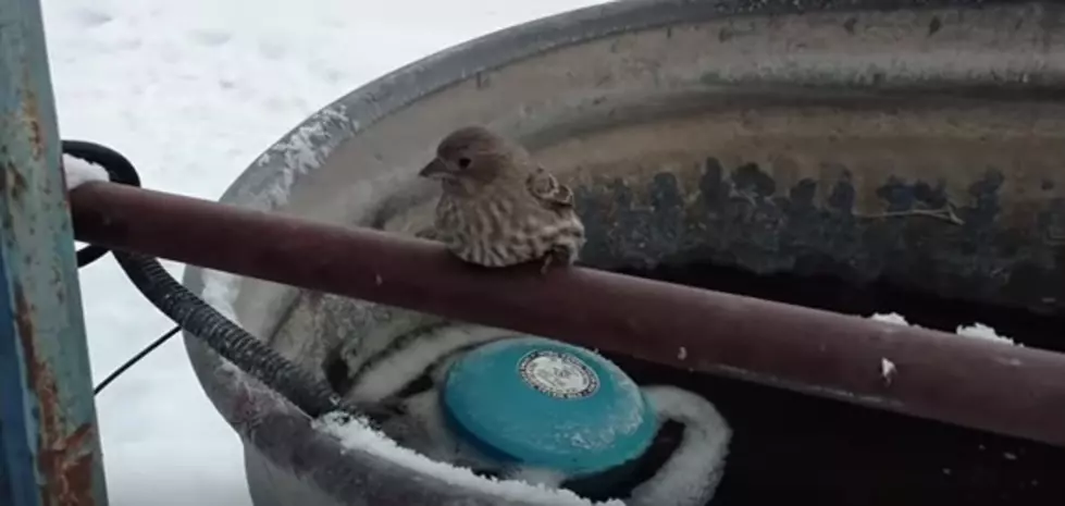 Watch a Guy Save a Bird That Got Frozen to a Fence [VIDEO]