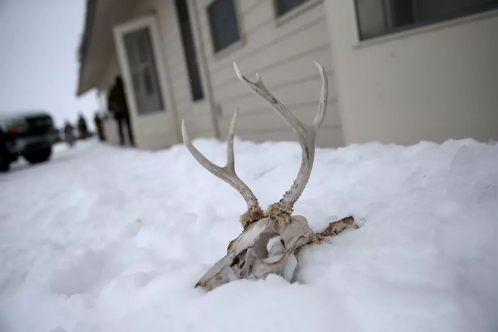 Oregon Says: Please Let the Deer Starve (No Really)