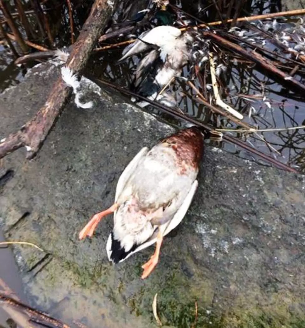 Ducks in the Mid Columbia Dying in Droves, Here’s Why