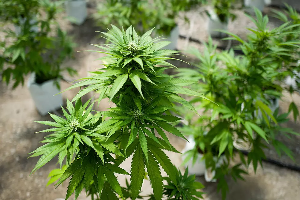 Feds Shut Down Massive Illegal Marijuana Operation in Burbank