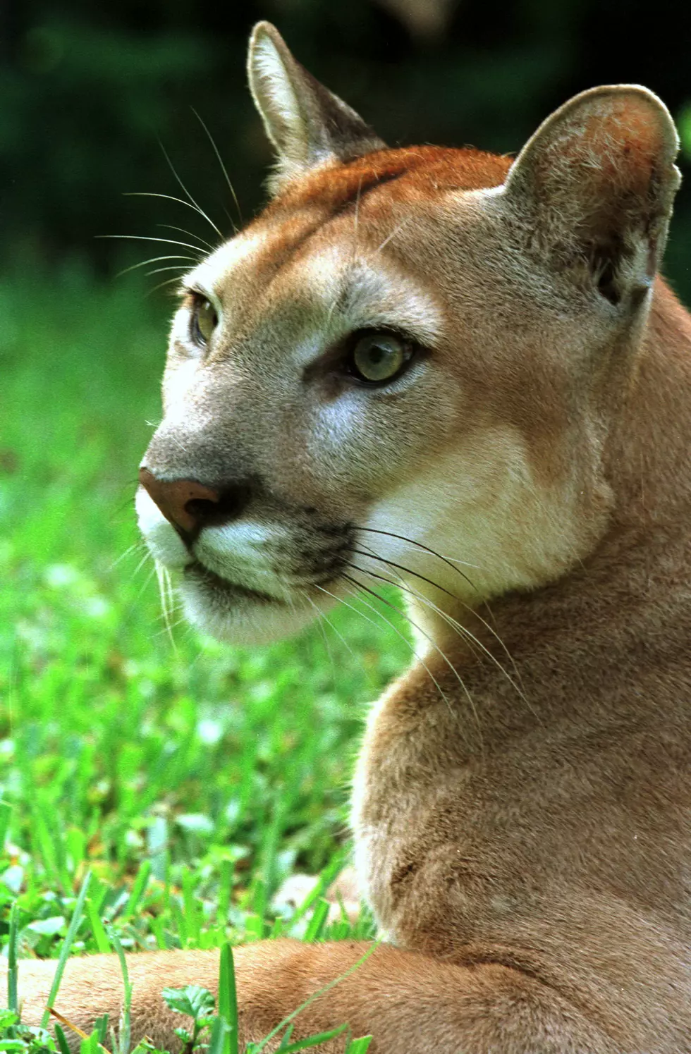 ANOTHER Cougar on Badger Mountain