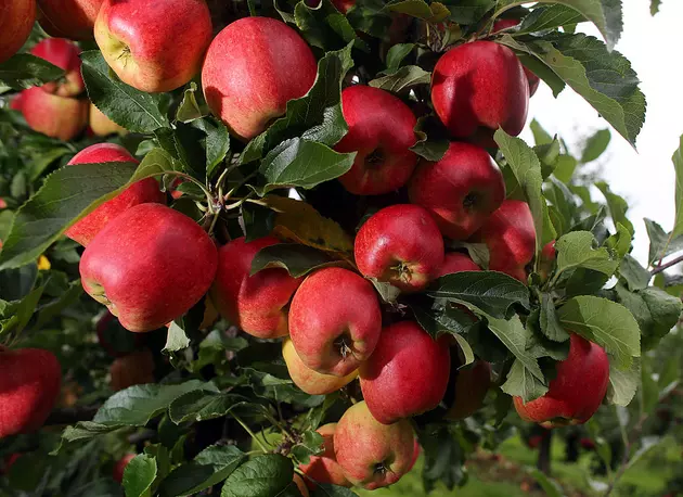 Exploring Hidden Spokane Apple Orchard Like Food Archeology