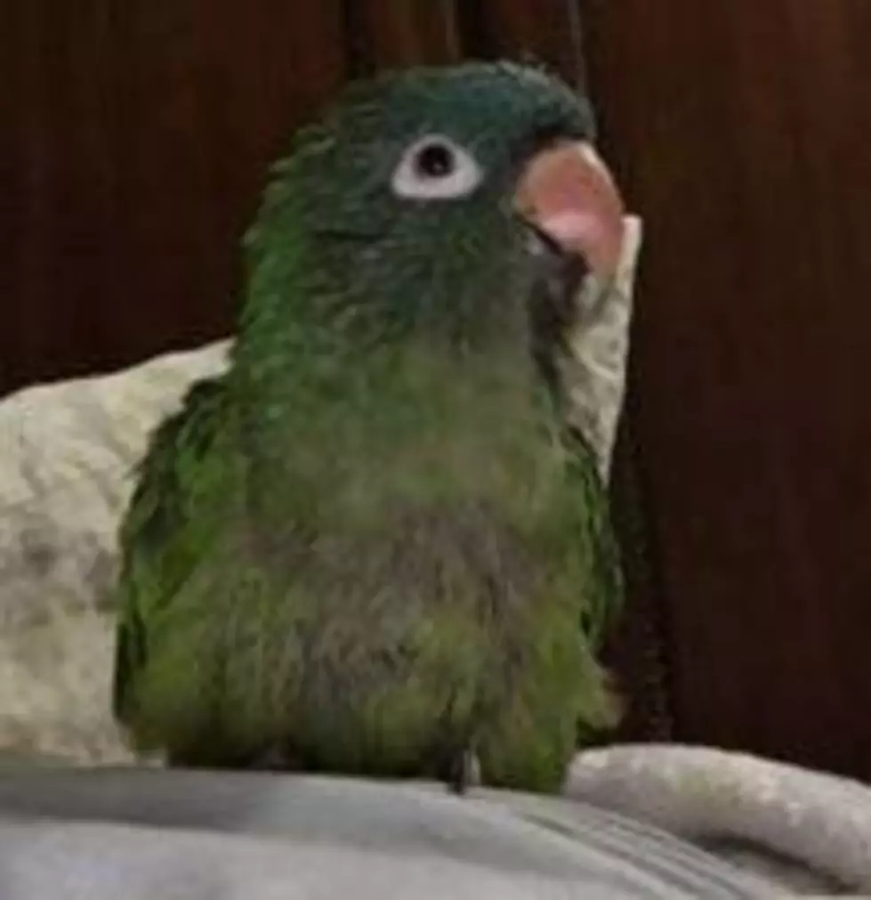 $1000 Reward Offered for Kidnapped Parrot in Kennewick