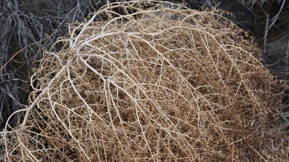 West Richland Is Doing WHAT With Tumbleweeds!?