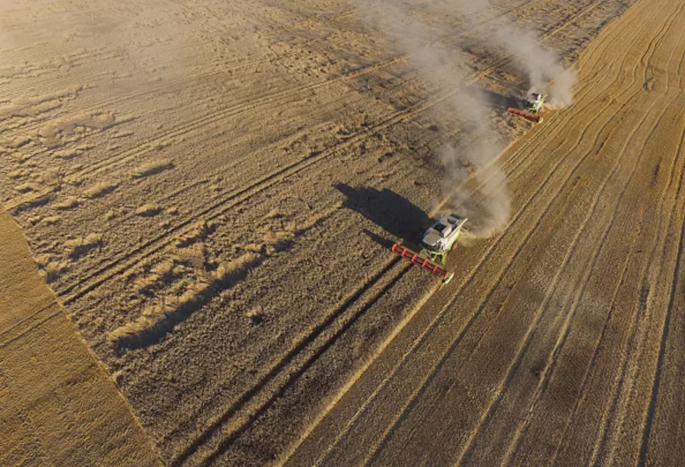 Wheat Farmers Say ‘Stripe Rust’ Threatening to Ruin Crops