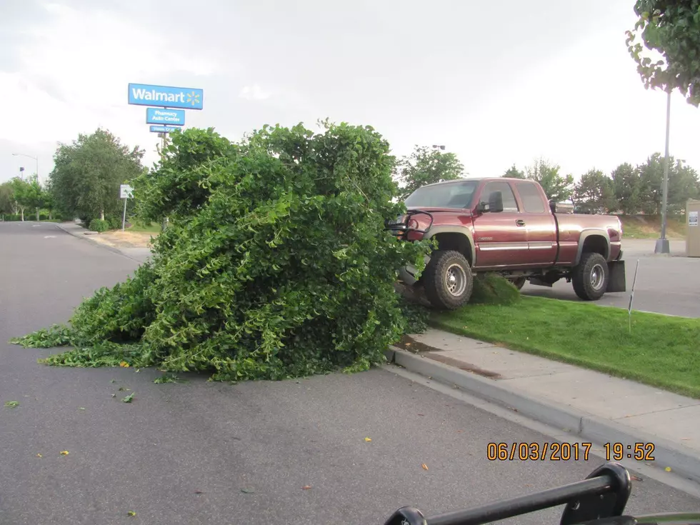 Stolen Truck vs Tree…Driver Flees Tree Loses Life!
