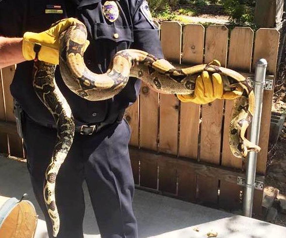 Richland Cop Wrangles HUGE Snake and Lives To Tell About It!