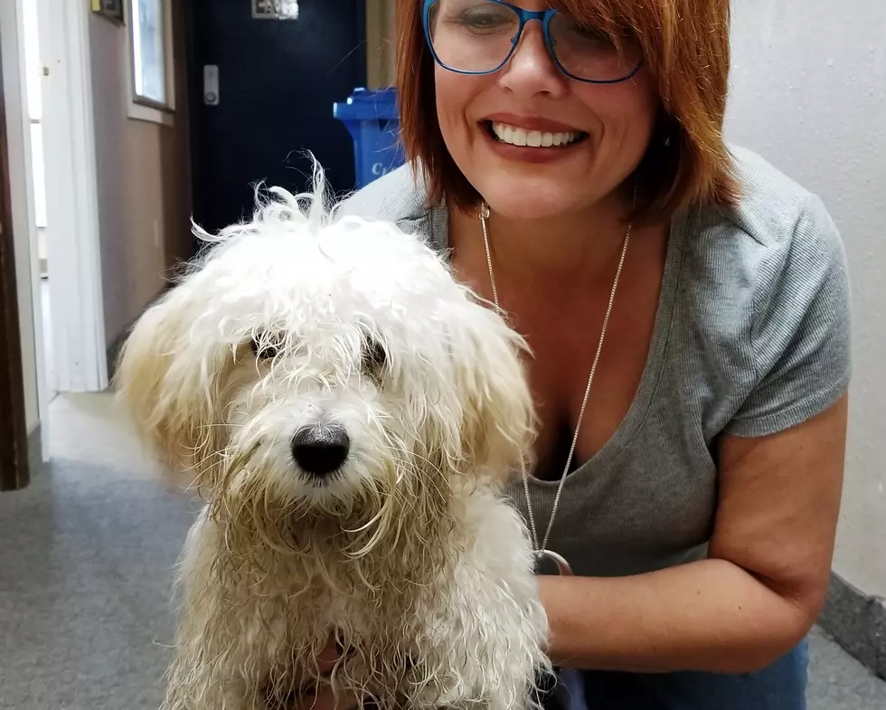 Are You Missing this Adorable Little Dog? Found In Pasco on A Street