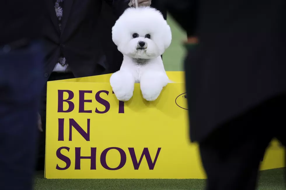 What You Need to Know About The Top Dog Bichon Frise