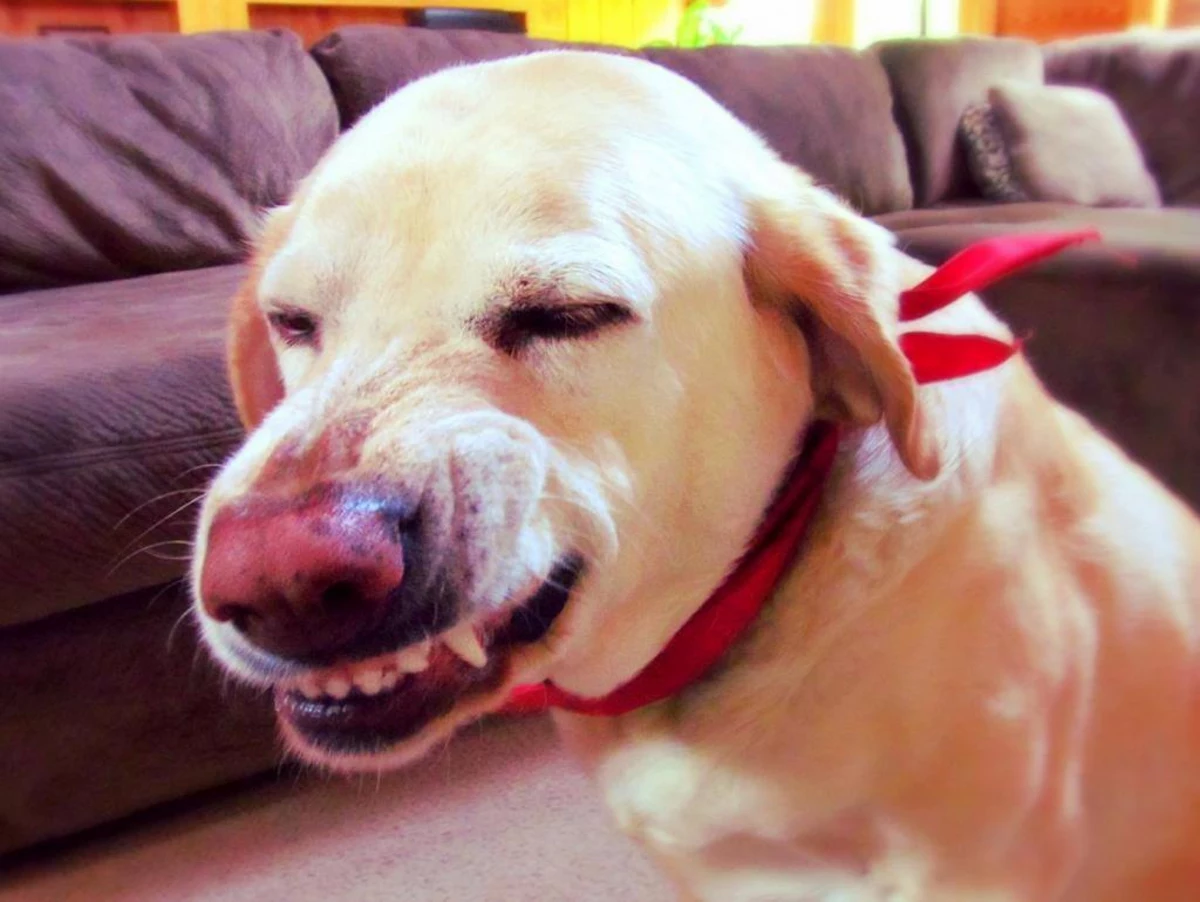 Youtube Sensation 'Denver The Guilty Dog' Passes Away