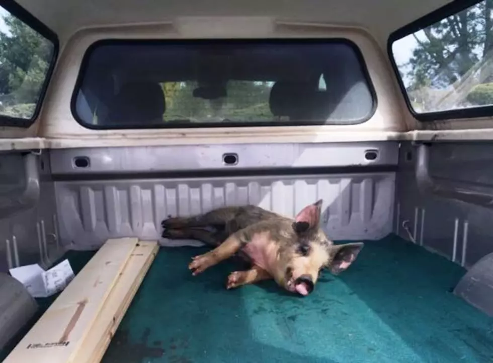 Pasco PD Capture Pigs  Who Escaped The Big Bad Wolf