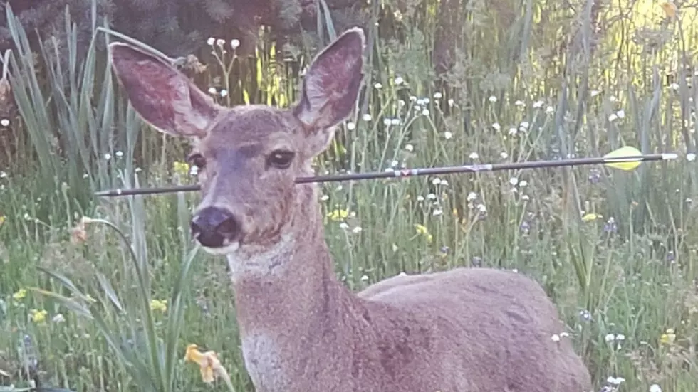 Reward Offered For Poachers Disfiguring Deer in Oregon