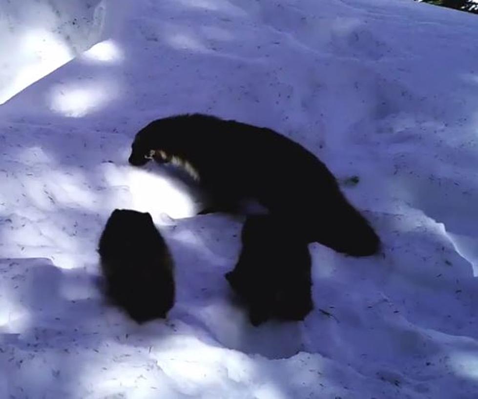 WA Scientists Capture Baby Wolverines on Camera 1st time in 50 Years