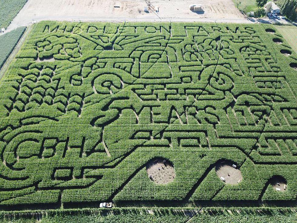 Middleton Farms Corn Maze Opens This Weekend in Pasco