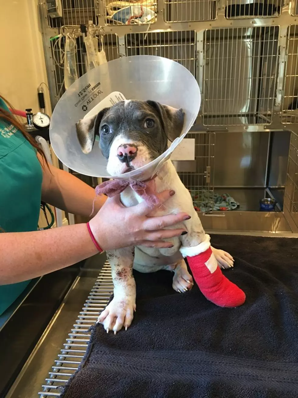 Abandoned Dog “Petey” Is On The Mend Thanks To You