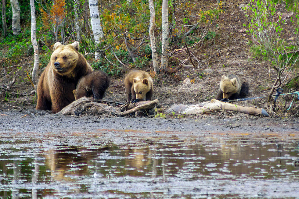 Watch Mama Bear Fiercely Protect Her Cub in This Amazing Video