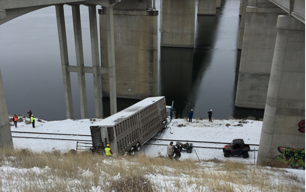 Bust-A-Gut Reactions to Semi With Cows Almost in Snake River