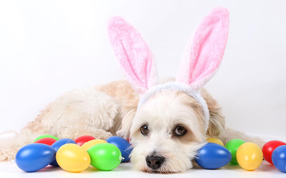 Get Free Family Easter Bunny Pictures This Weekend at PetSmart