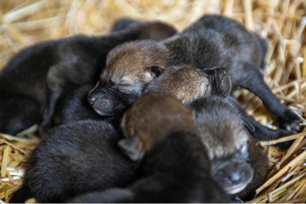 Help Name Endangered Red Wolf Pups Born at Zoo