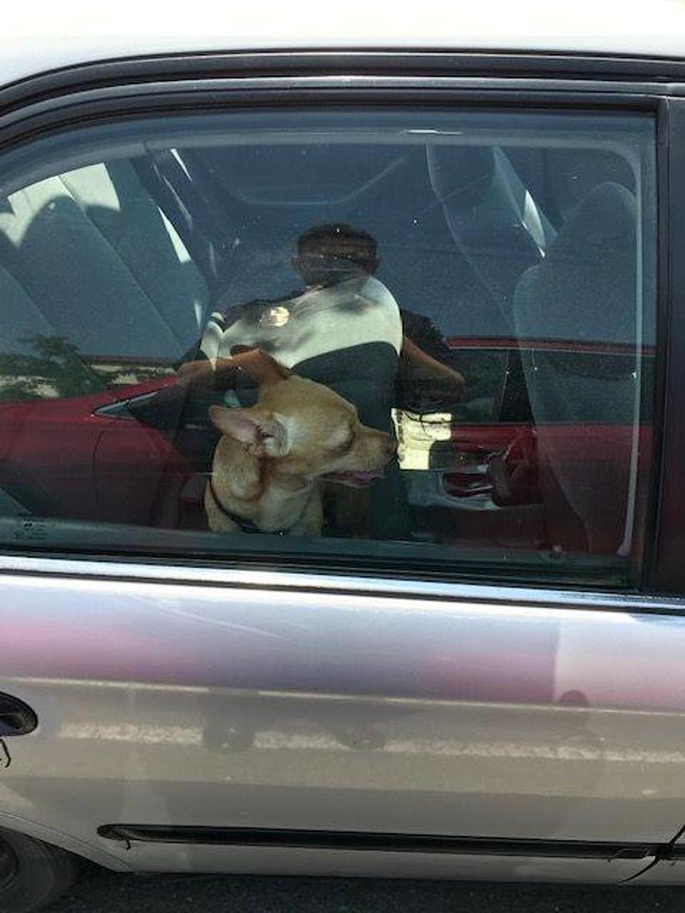 Police Charge Man With Animal Cruelty For Leaving Dog in Hot Car