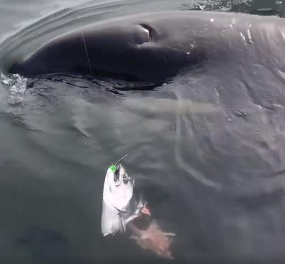 Shocking Video of The Day Man vs Fish vs Killer Whale Guess Who Won?