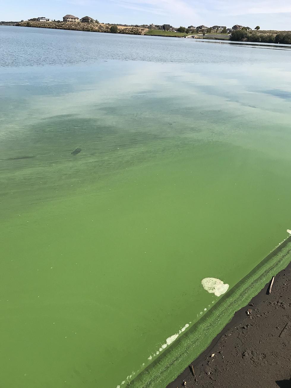 Toxic Algae Found in Lake - Officials Warn Stay Away Until Clear
