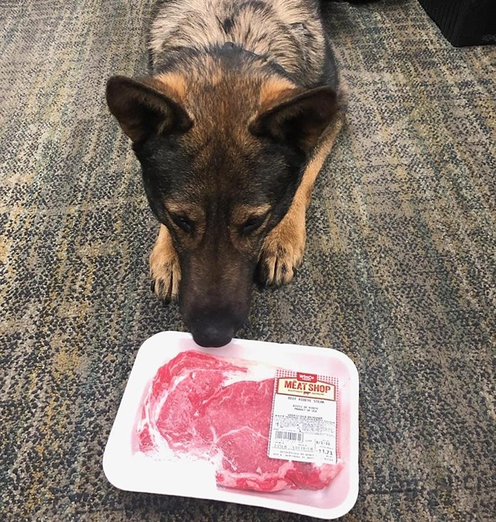 He’s A Good Boy! K-9 Cop Enjoys Steak After Scuffle