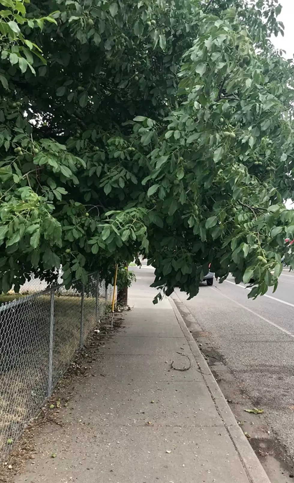 City Requests That Residents Trim Trees to Ensure Safety