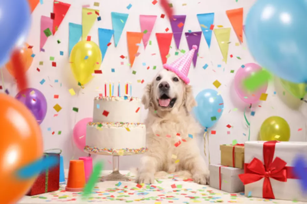 Huge Pup Dog Birthday Bash and Homemade Doggy Treat Workshop Today