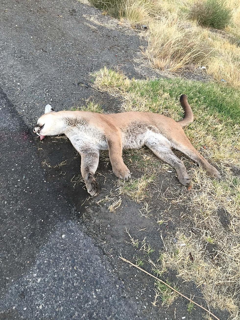 Cougar Found Dead on 240 Near Columbia Park