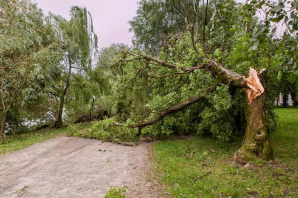 Traffic Alert: Part of Columbia Park Trail Closed &#8211; Fallen Tree