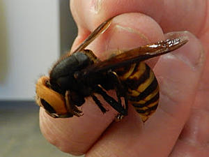 Giant Hornet Found for the First Time in Washington and It&#8217;s Hungry