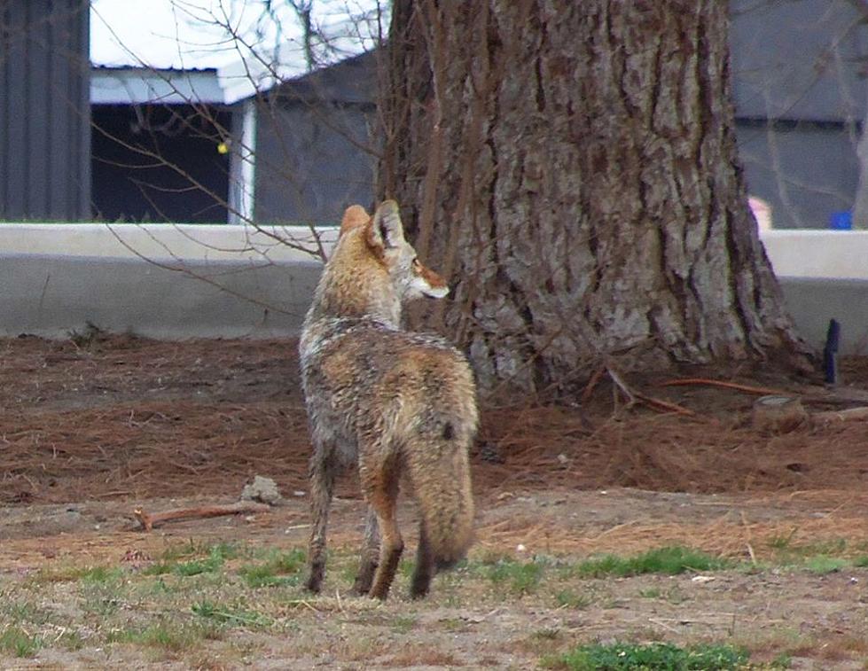 Watch Your Small Dogs and Kitties in Benton City – Coyotes