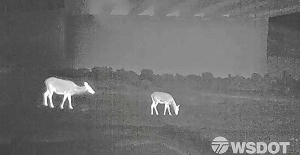 Check out the Wildlife Using the New I-90 Underpass Bridge [Video]